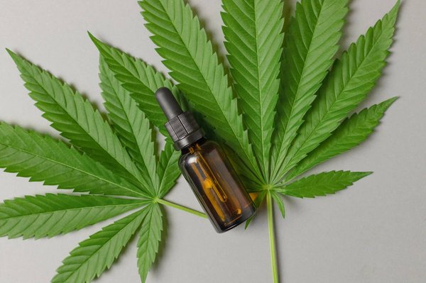 Chanvre : Découvrez les avancées et les controverses autour de cette plante