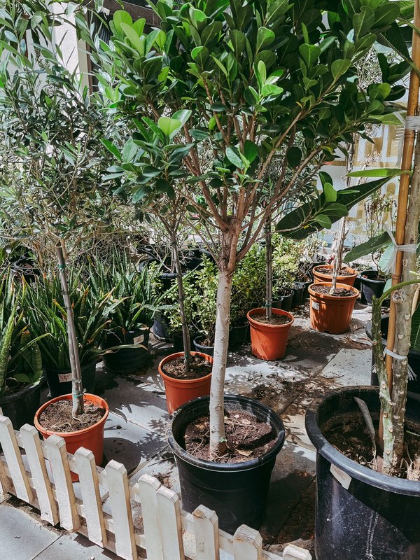 Comment choisir le pot pour ses plantes extérieures?